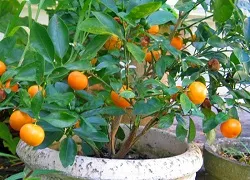 Calamondin de îngrijire la domiciliu pentru citrice