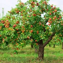 Cum de a proteja împotriva dăunătorilor meri