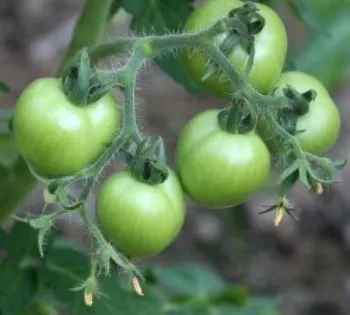 Potasiu în dieta de legume - Garden Siberia