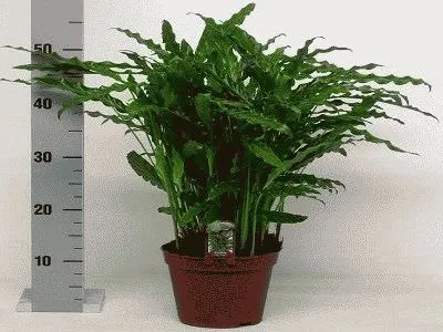 Calathea грижи и репродукция в дома