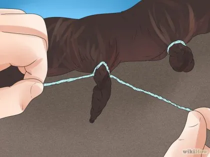 Hogyan fonni a ló sörényét