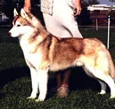 Dimensiunea, raportul de aspect, volum, husky siberian