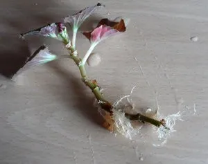 Възпроизвеждането и грижи за Royal Begonia рекс у дома