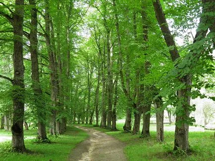 A távolság a fák a sikátorban