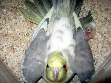 Tenyésztési cockatiels nimfák nimfák Cockatiels fotó reprodukciós ciklus, diéta, zöld élelmiszerek, a választás a pár,