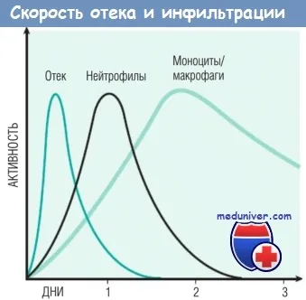 reacția leucocitelor la inflamație - migrarea și acumularea