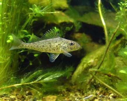 описание Fish къдрички и снимка на прясна вода жител