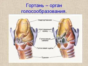 Орофаринкса, като един от компонентите на човешкия фарингеалната