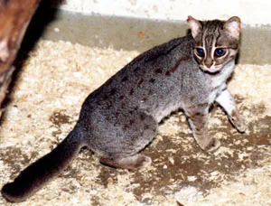 Piros pöttyös macska, rozsdafoltos macska (felis Prionailurus rubiginosa) szülőhelye felületi megjelenés