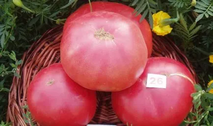 tomate roz (55 poze) descrierea și caracteristicile soiului, desert, colier, rege taur, dimineața