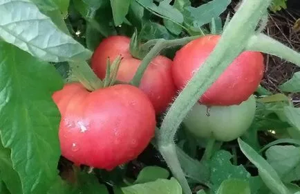 tomate roz (55 poze) descrierea și caracteristicile soiului, desert, colier, rege taur, dimineața