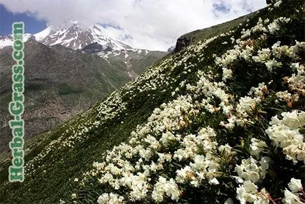 Rhododendron Caucazian - aplicarea proprietăților medicinale în preparat (BAD) Capsule celulita