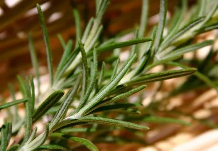 Rosemary officinalis használják a gyógyászatban és a kozmetikai