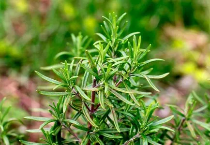 Rosemary officinalis használják a gyógyászatban és a kozmetikai