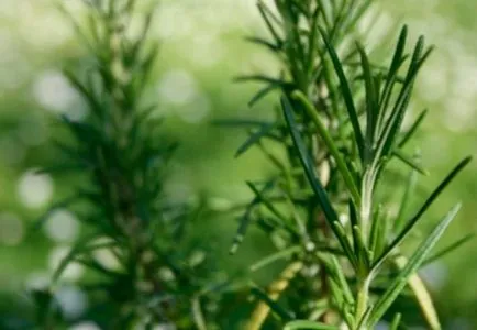 Rosemary officinalis használják a gyógyászatban és a kozmetikai