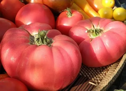 tomate roz (55 poze) descrierea și caracteristicile soiului, desert, colier, rege taur, dimineața