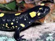 Salamander Salamandra Laurenti