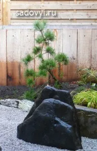 Bonsai Garden (Niwaki) kezével a példa fenyő, építése tájház és okok