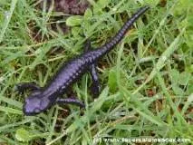 Salamander Salamandra Laurenti