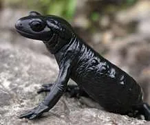 Salamander Salamandra Laurenti