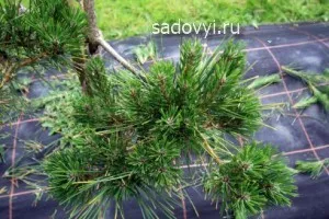 Bonsai Garden (Niwaki) kezével a példa fenyő, építése tájház és okok