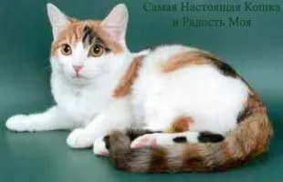 Истинска котка