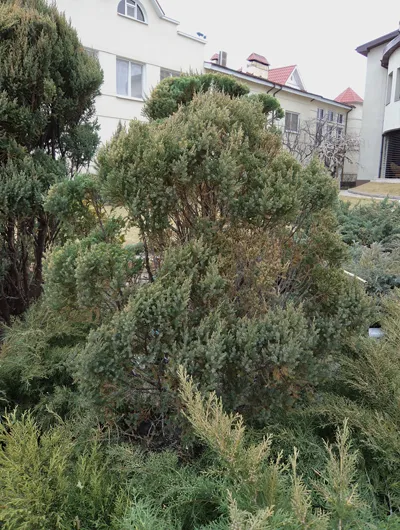 Bonsai градина със собствените си ръце