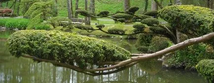 Garden bonsai Niwaki