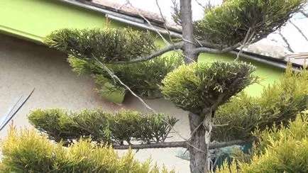 Garden bonsai Niwaki