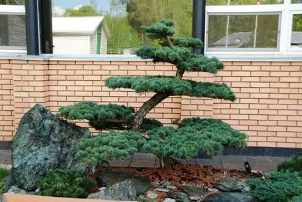 Garden bonsai Niwaki