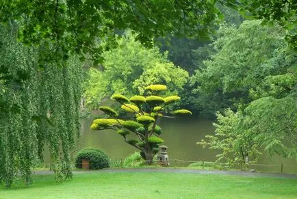 Garden bonsai Niwaki