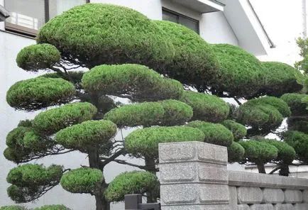 Garden bonsai Niwaki