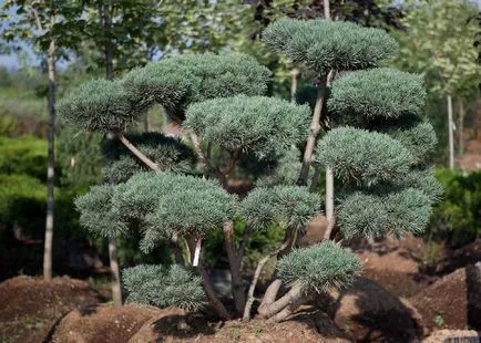 Garden bonsai Niwaki