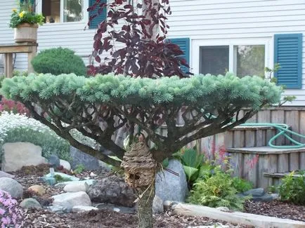 Garden bonsai Niwaki