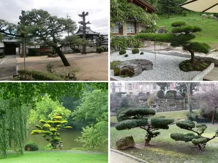 Garden bonsai Niwaki