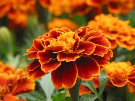 Flori de gradina 8 dintre cele mai cunoscute și rezistente plante