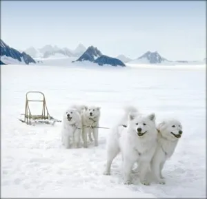 Istoricul rasei Samoyed câine