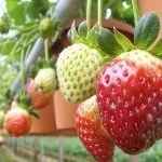 Secretele recolta mare de fructe de căpșuni - culturi cu boabe