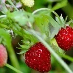 Secretele recolta mare de fructe de căpșuni - culturi cu boabe