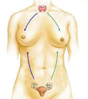 Secretele ciclului și hormonii corpului feminin, de san, fibroame, endometrioza motive - site-ul „noi despre