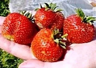 Тайните на едроплодните ягода реколта - ягодоплодни култури
