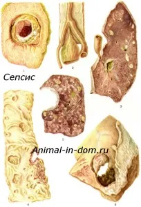 Sepsis la animale, tratamentul animalelor