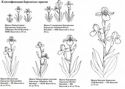 Развъждане брадати ириси