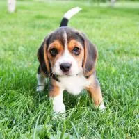 pui beagle