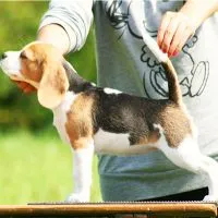 pui beagle