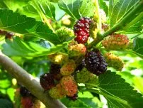 Mulberry - cum să aibă grijă, cultură, reproduce, grădinar (conac)