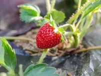 Mulberry - cum să aibă grijă, cultură, reproduce, grădinar (conac)