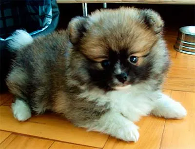 Puppy Pomeranian îngrijire