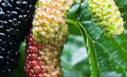 Mulberry - cum să aibă grijă, cultură, reproduce, grădinar (conac)