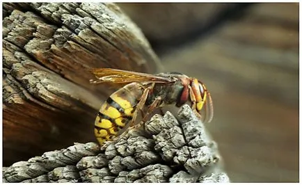 Hornets șterge